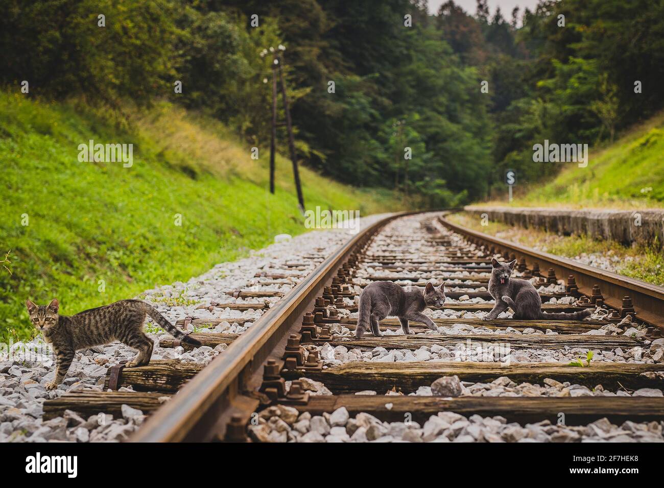 A group of young grey cats sitting on a train track and looking away from the camera. Different body positions of cats, like sitting, crouching, licki Stock Photo
