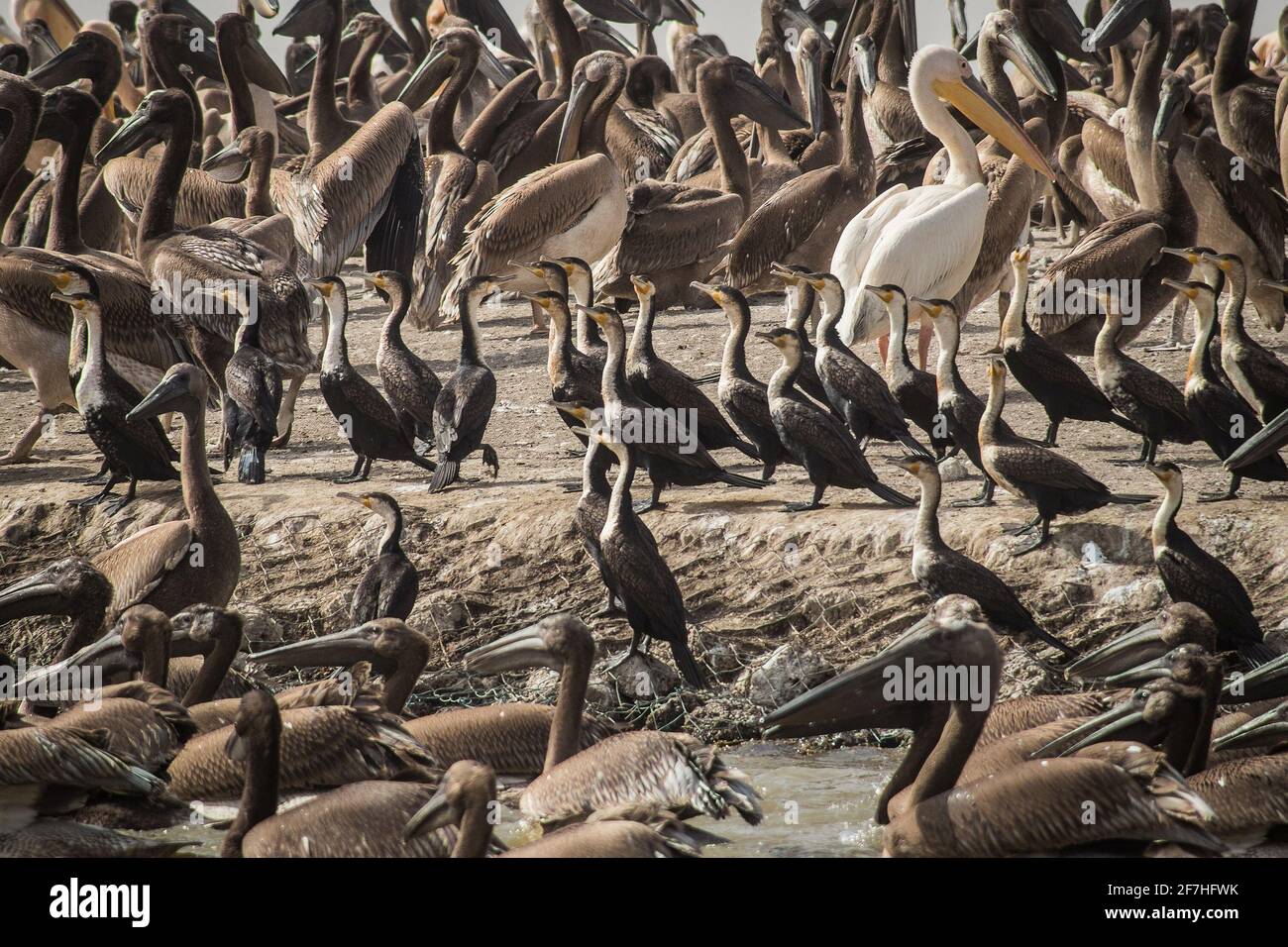 A group of young, small and dark pelican chicks surrounded by grown ups on the national park of Djoudj in Senegal, Africa. Stock Photo