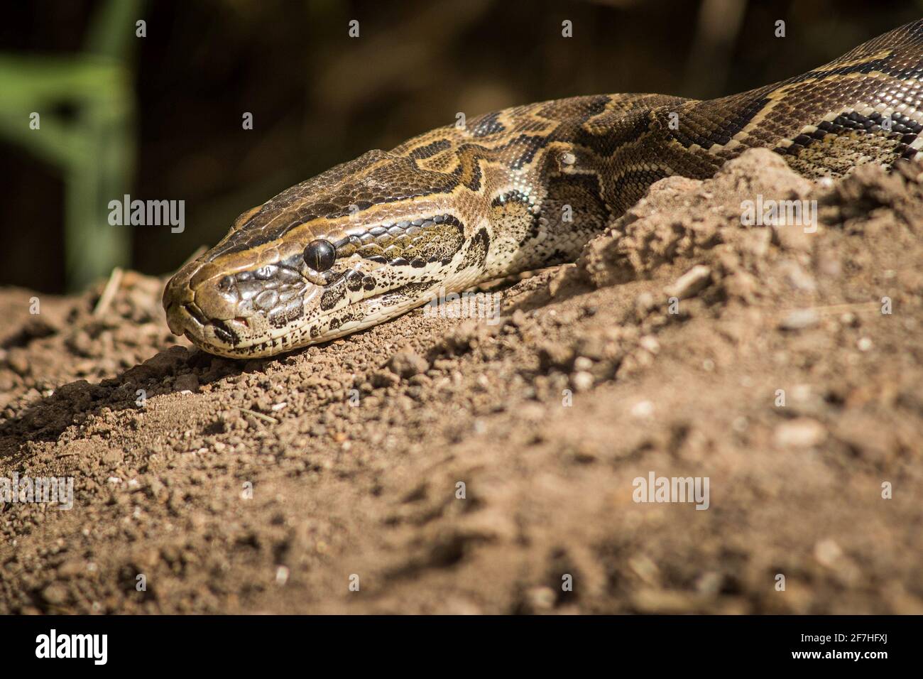 Head of a python in a naural habitat lying in dirt in Djoudj national park in Senegal. Sun lit snake head. Stock Photo