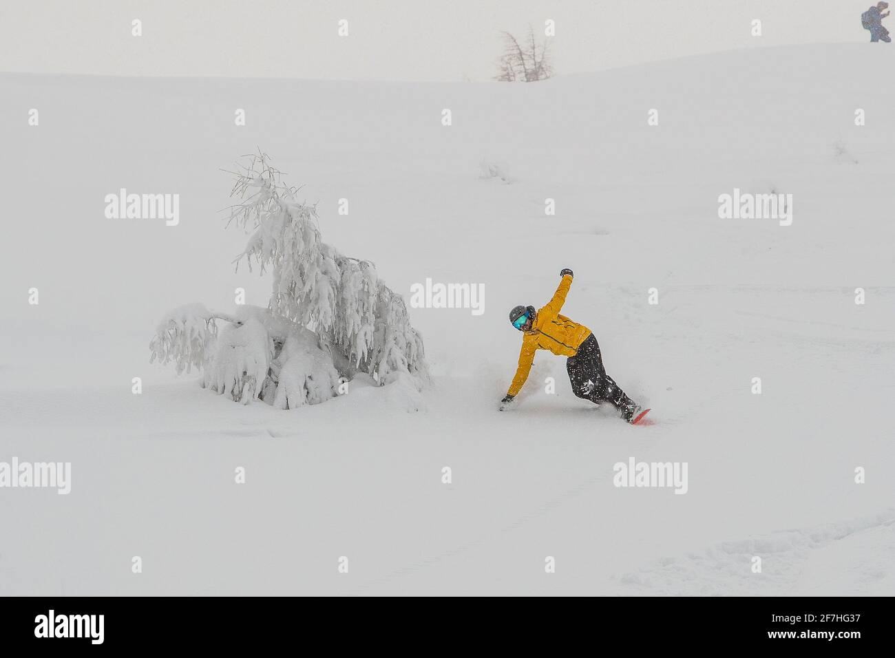 A snowboarder in powder snow going downhill in a curve. Boarder with yellow clothing with black trousers and orange board riding in deep powder on a c Stock Photo