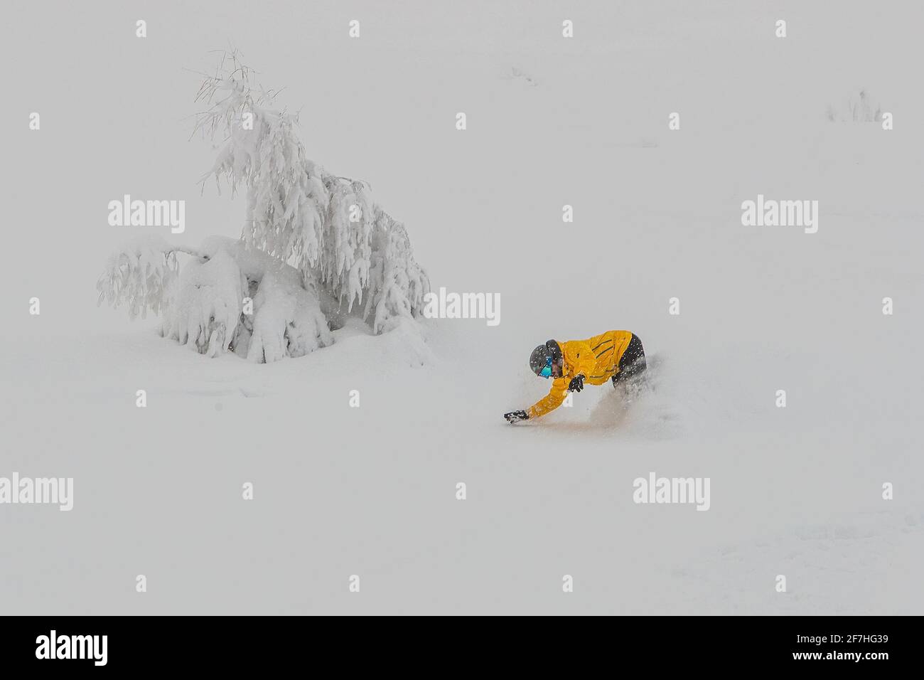 A snowboarder in powder snow about to crash in a curve. Boarder with yellow clothing with black trousers and orange board falling in deep powder on a Stock Photo