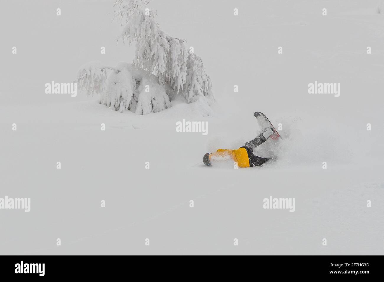 A snowboarder in powder snow about to crash in a curve. Boarder with yellow clothing with black trousers and orange board falling in deep powder on a Stock Photo