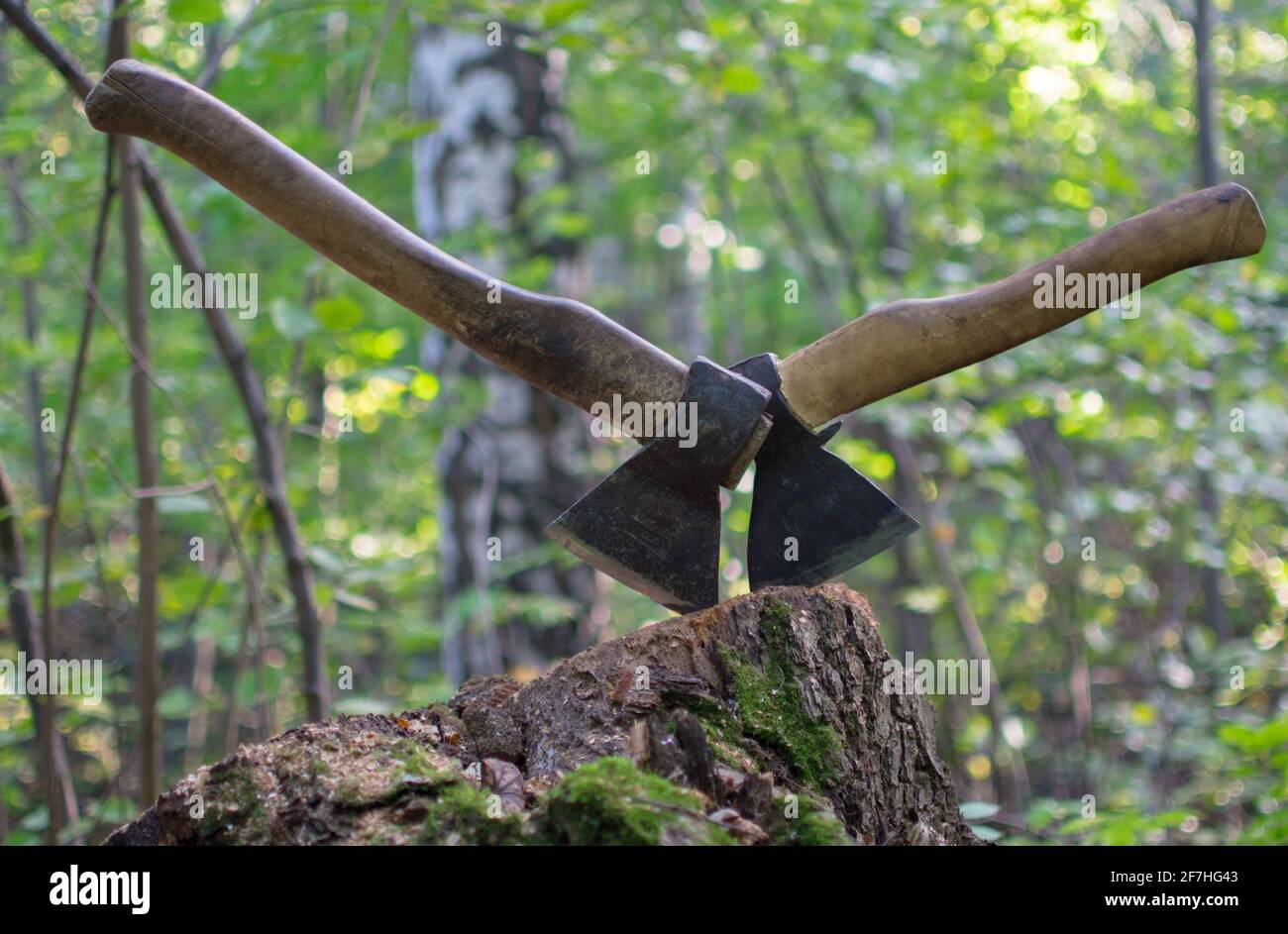 an ax in a tree in the woods Stock Photo - Alamy