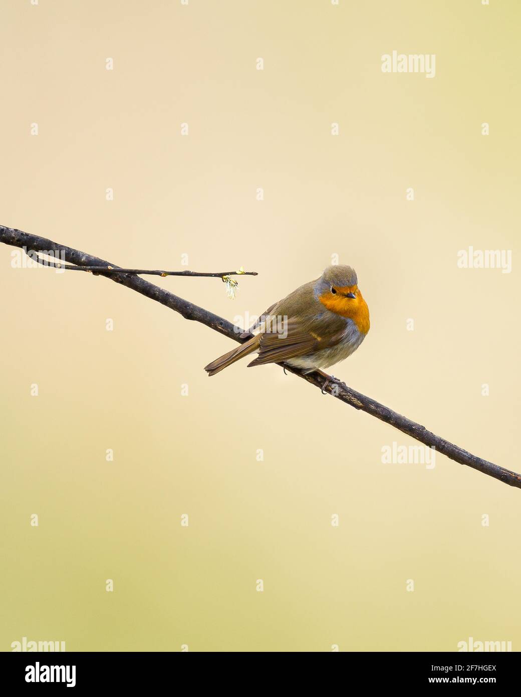 Isolated Robin Redbreast on a branch in spring with white blossom Stock Photo