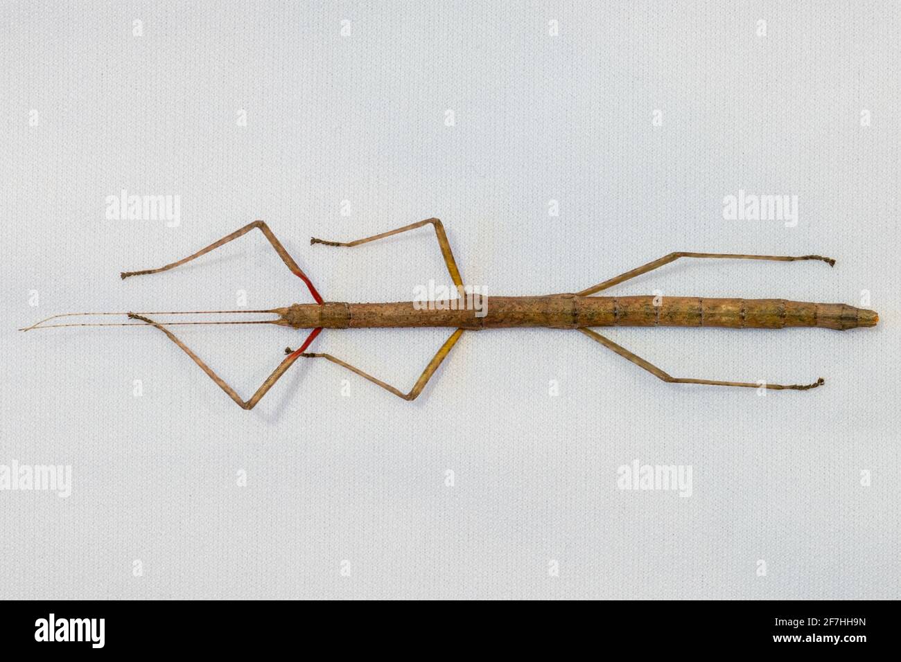 View of the top side of a common Indian stick insect pet Stock Photo