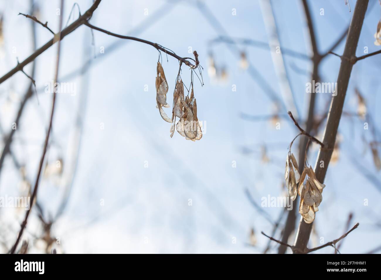 Dry American Maple Seeds Hang on Empty Tree Branches in Spring. Stock Photo