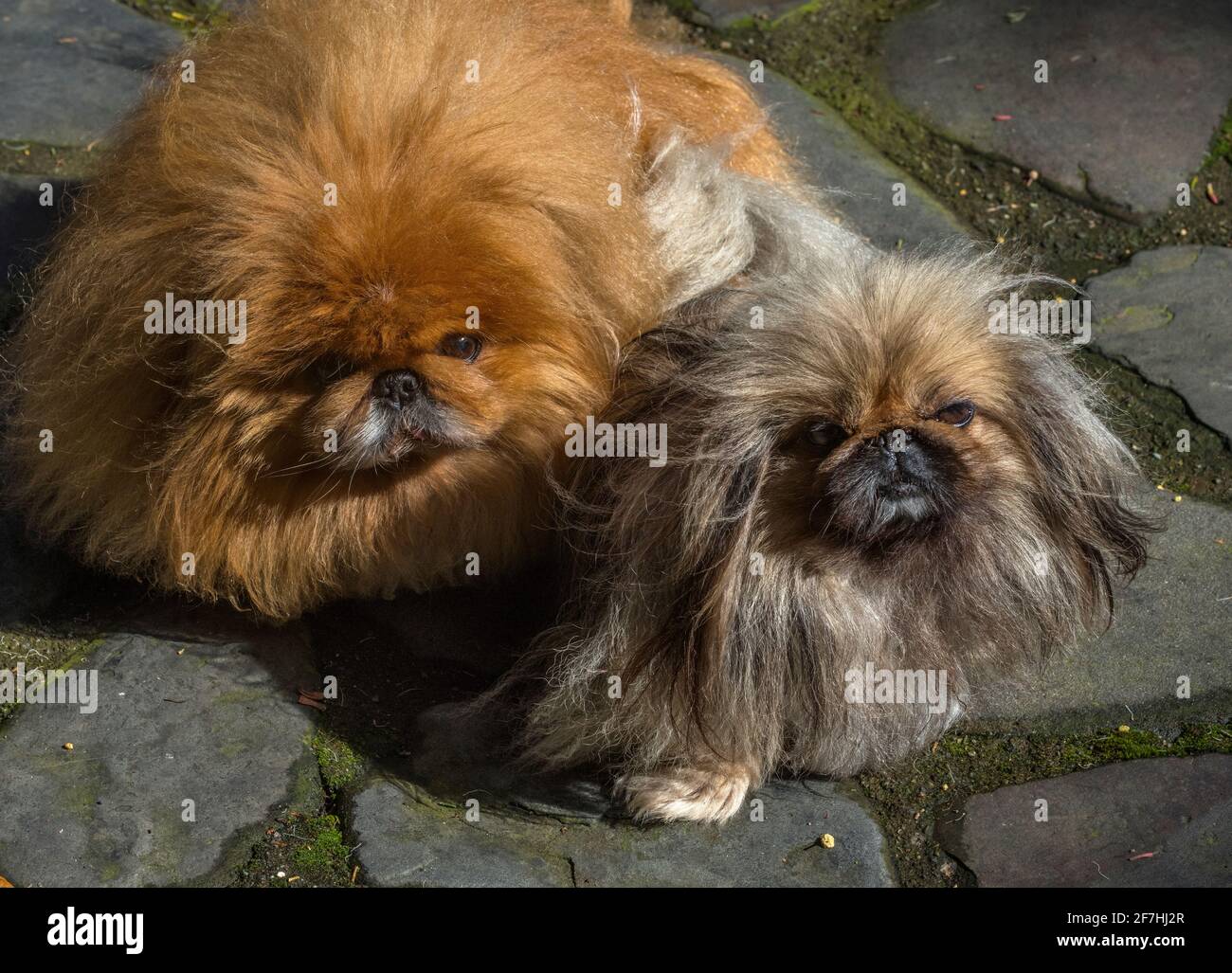 Malcolm and Posey, Cypress Garden, Mill Valley, California Stock Photo