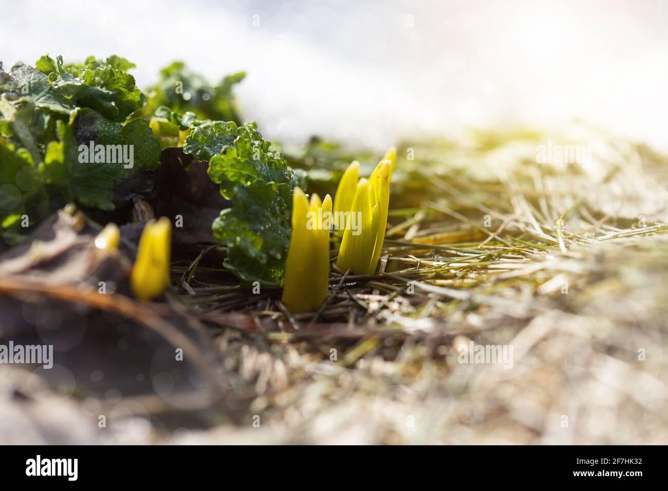 Early Spring Sprouts the first green sprouts of early spring flowers make their way to the ...