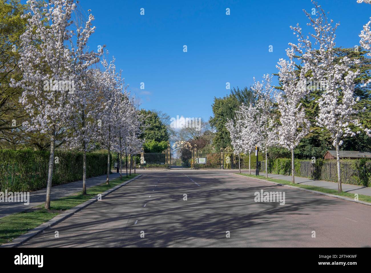 Cherry Blossom Trees and East Gate entrance Queen Mary's Gardens