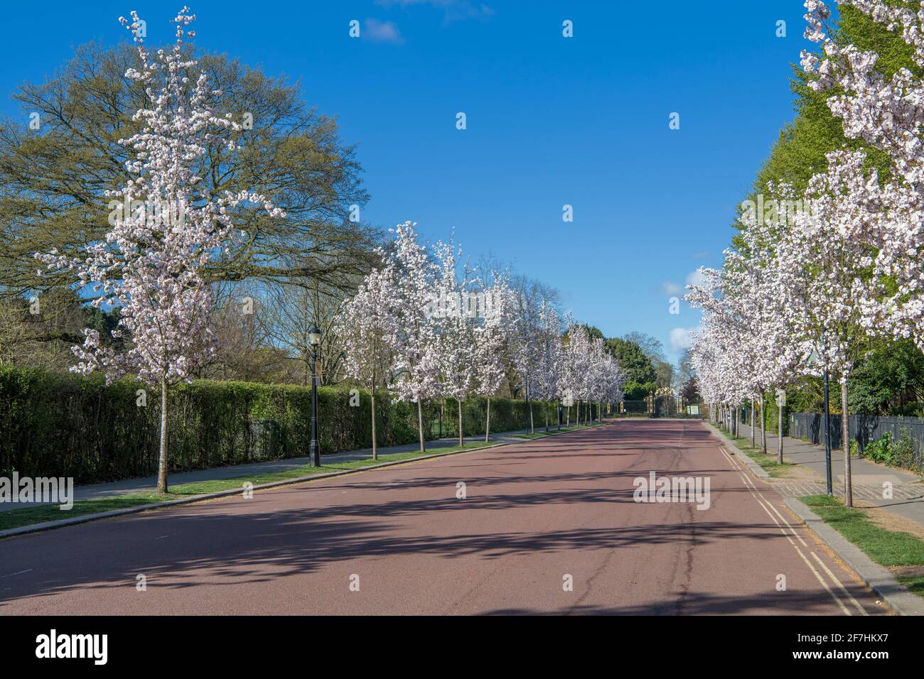 Cherry Blossom Trees Chester Road Regents Park London Stock Photo Alamy