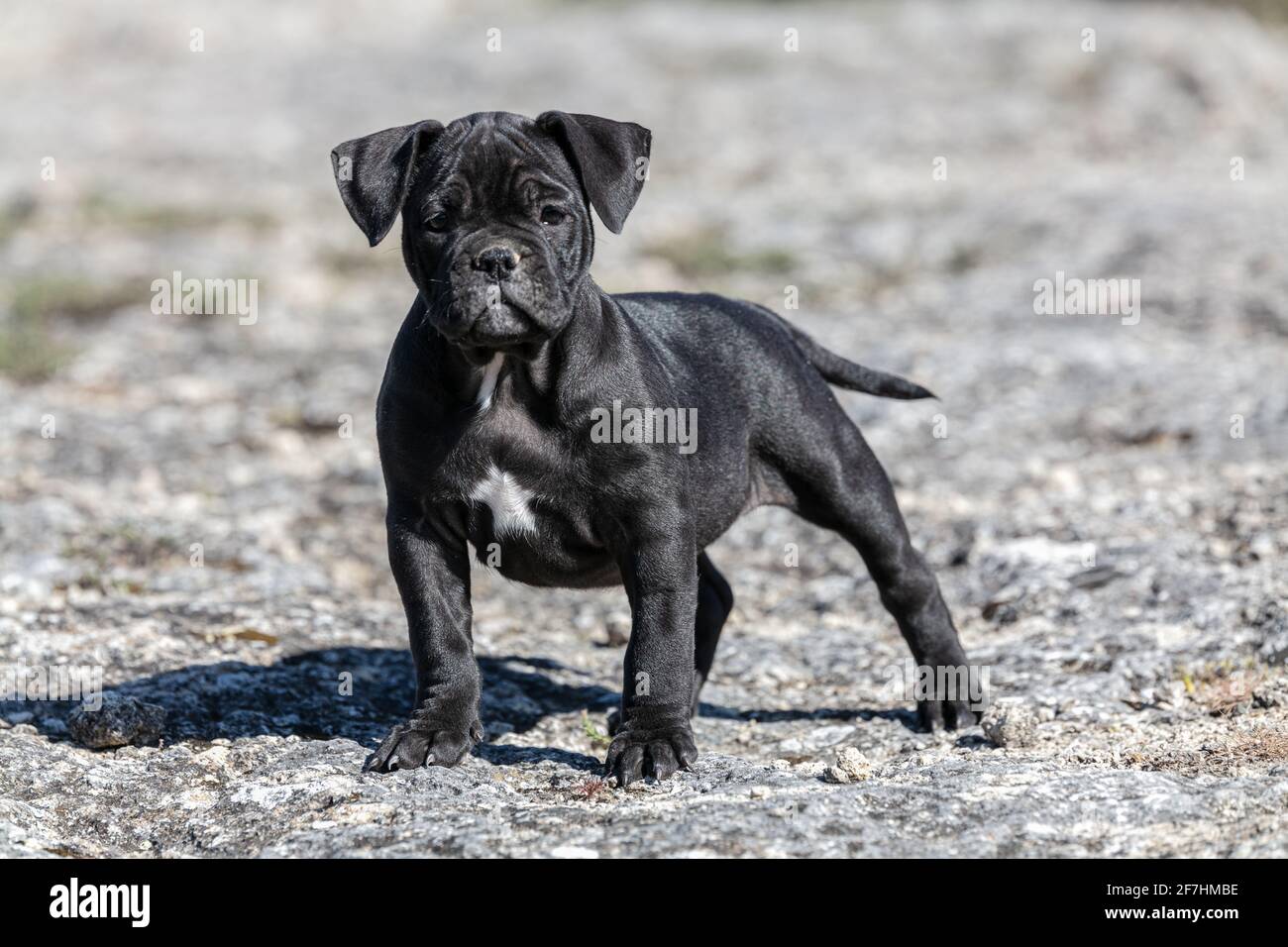 Black bully dog online