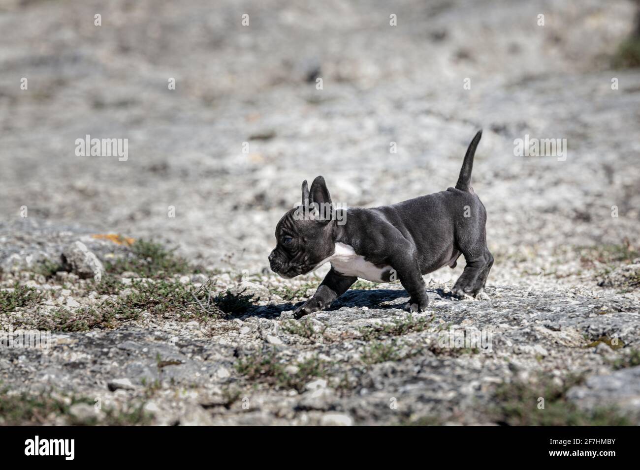 Bulldog Mix Black American Bulldog Puppy Top Black Lab Bulldog New Arrivals, image size:1300x956