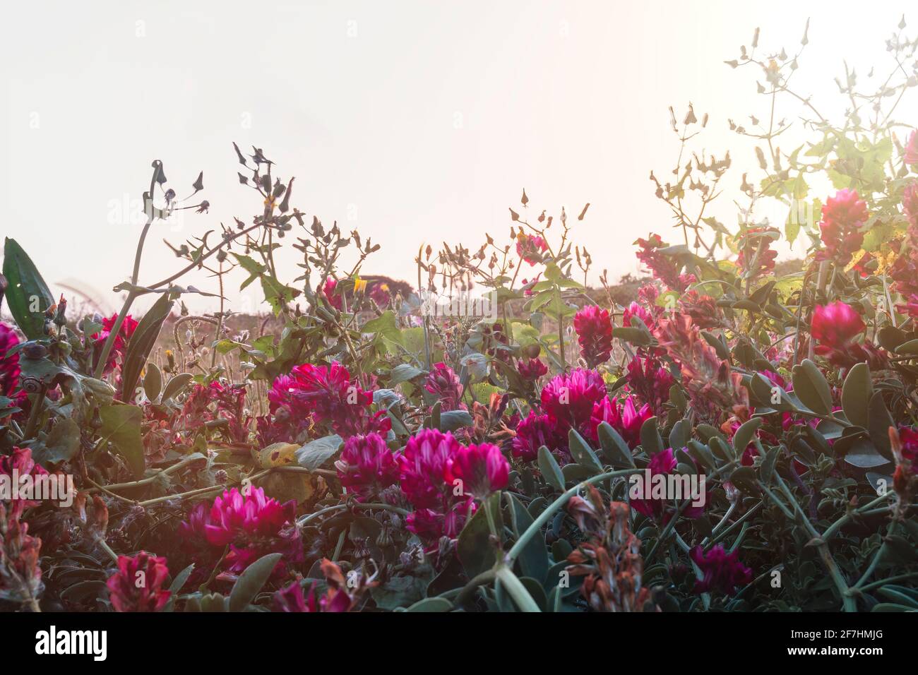 Wildflowers field sunset hi-res stock photography and images - Alamy