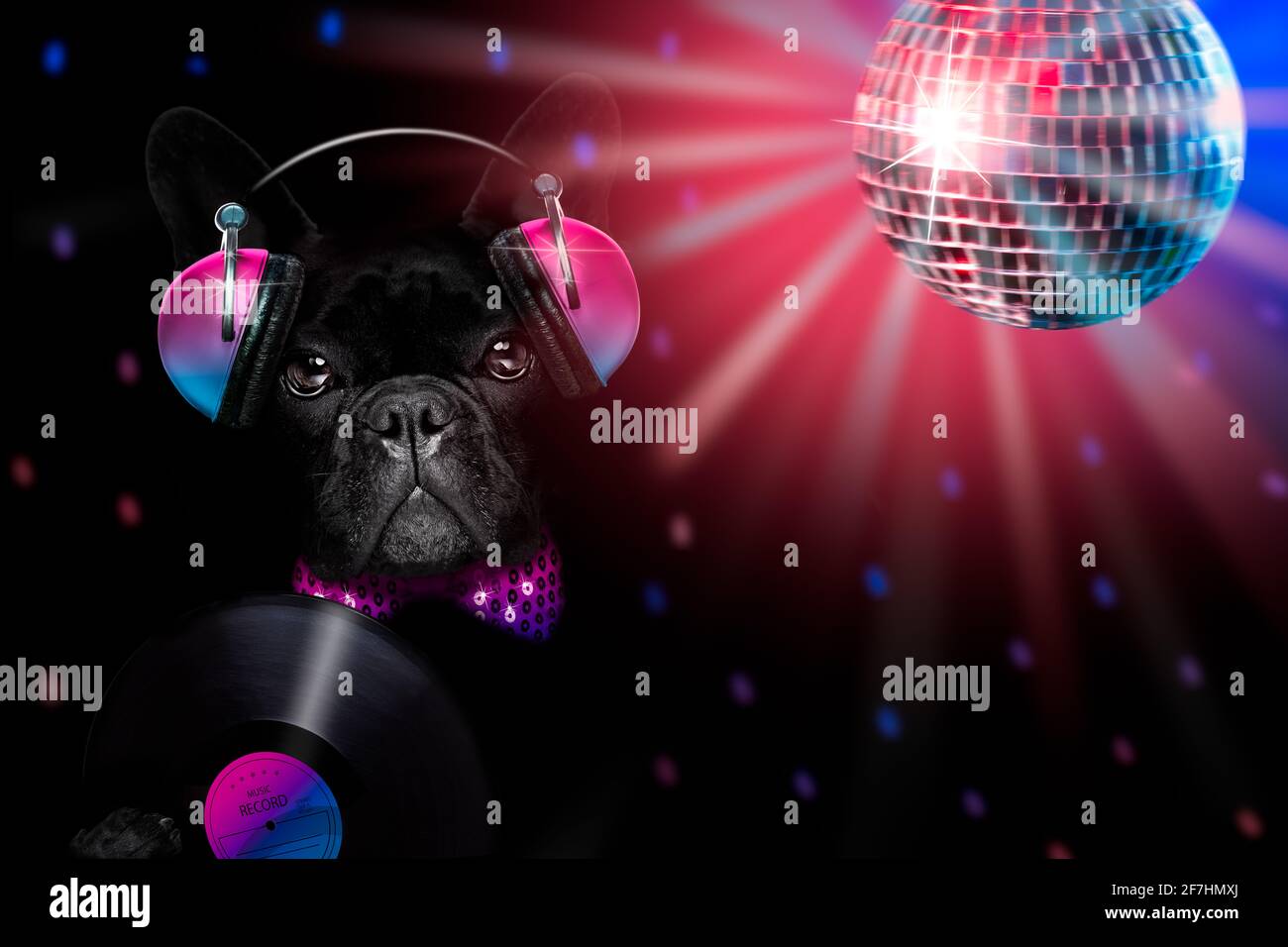 cool dj french bulldog dog listening or singing to music with headphones  and mp3 player isolated on black dramatic dark background Stock Photo -  Alamy