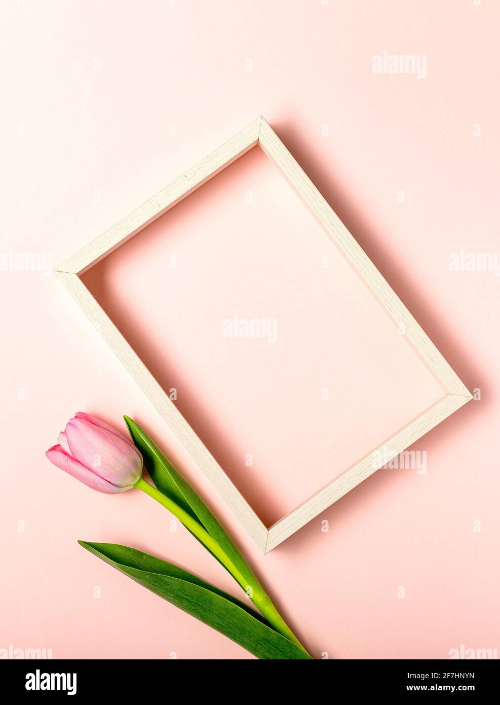 Flat lay with tulip flowers on pastel pink Stock Photo - Alamy