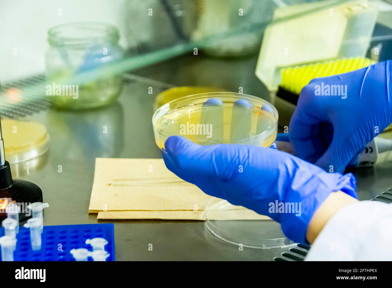 Scientist spreading bacteria liquid medium on agar plate under the laminar flow hood Stock Photo