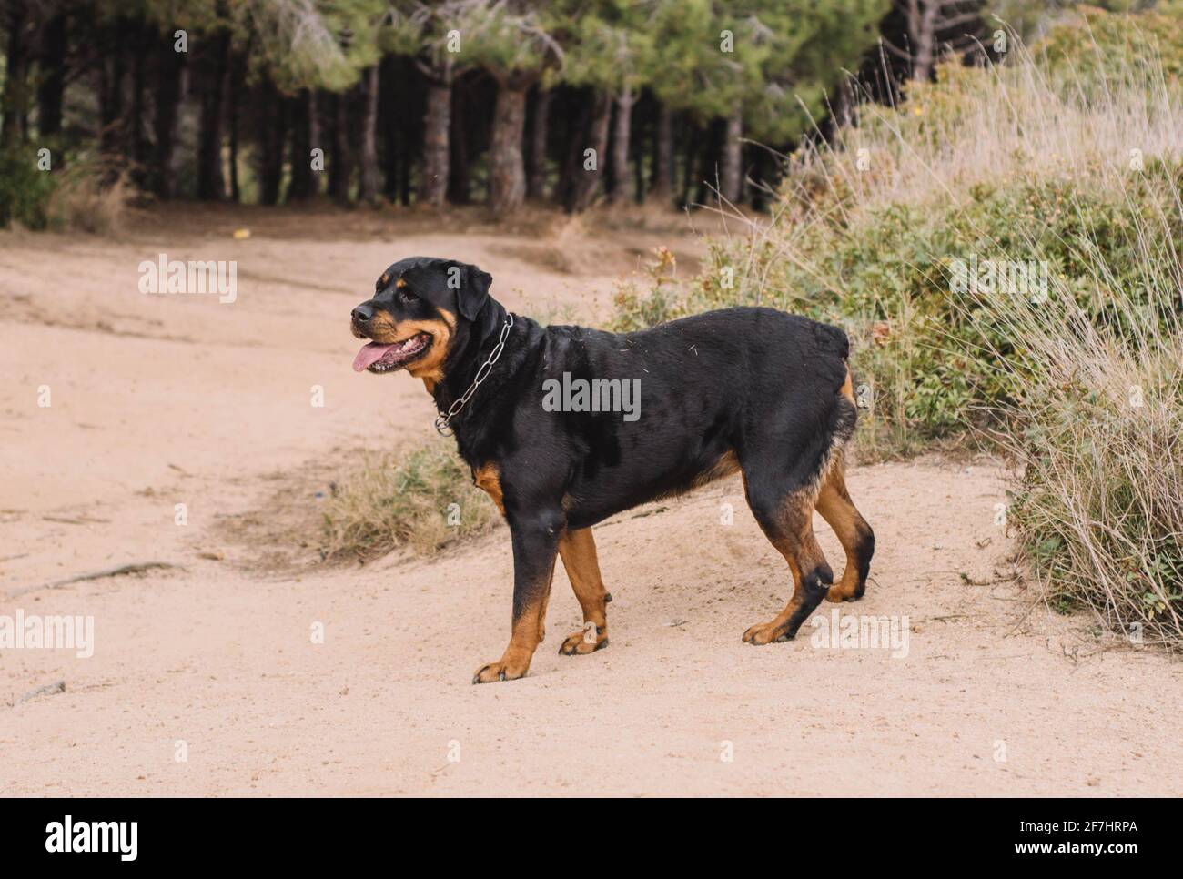 Rottweiler hotsell for hunting