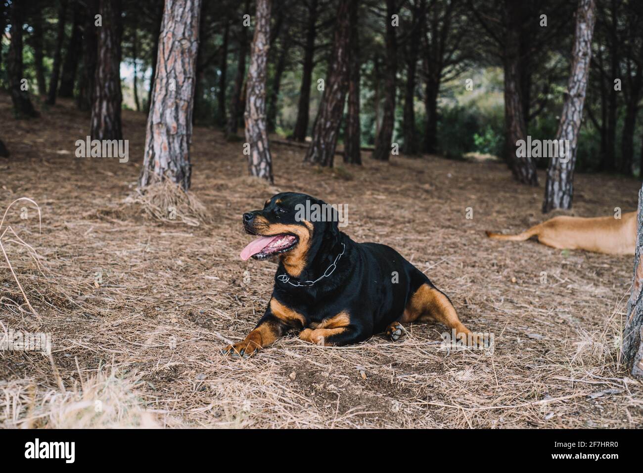 Rottweiler sales for hunting