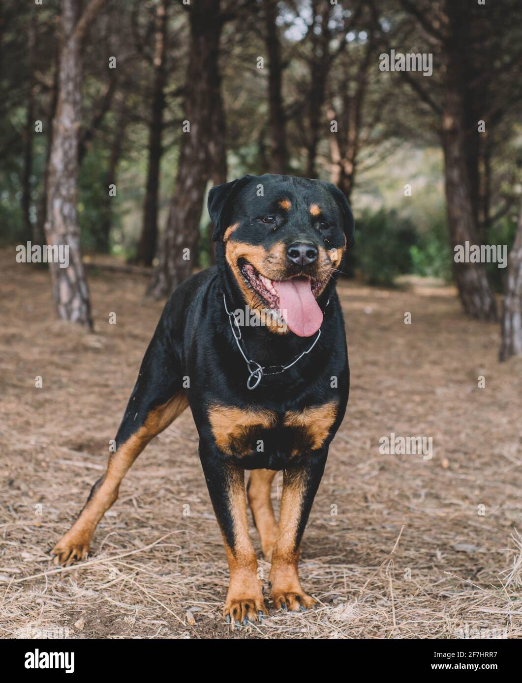 can a rottweiler be a hunting dog