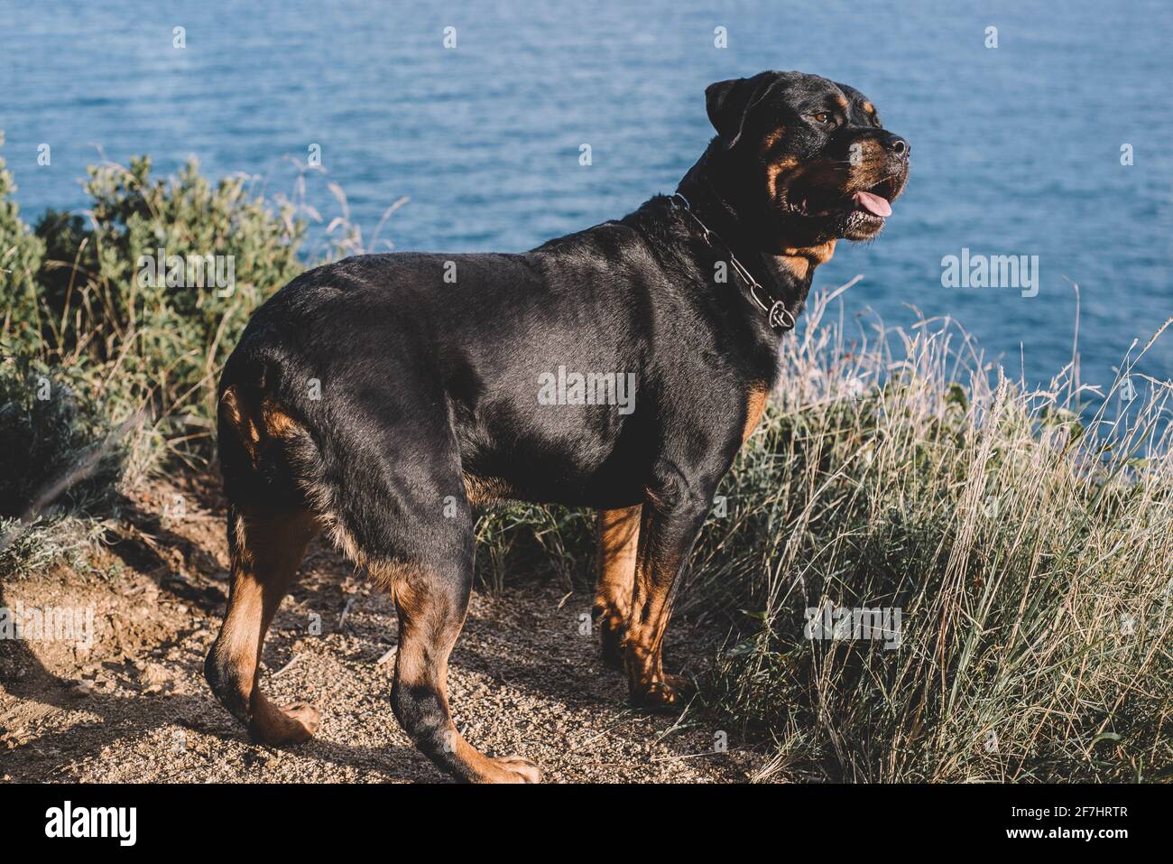An imposing American line rottweiler enjoying a day of hunting in the ...