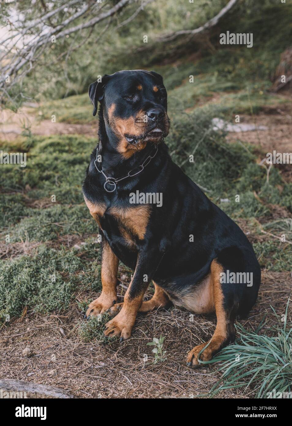 can a rottweiler be a hunting dog