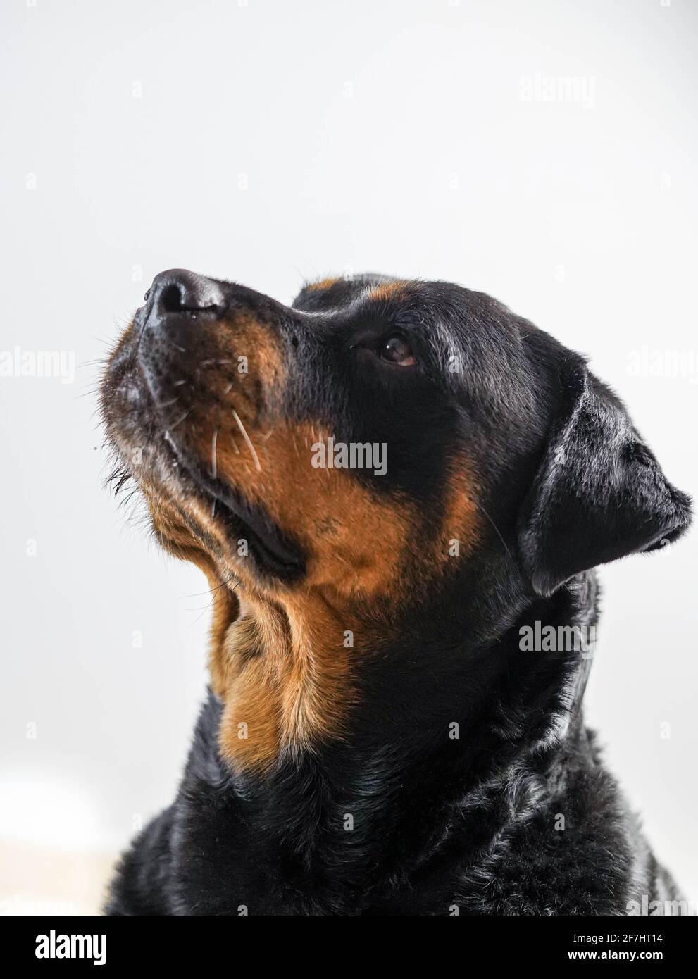 Photos of an imposing specimen of American line rottweiler Stock Photo ...