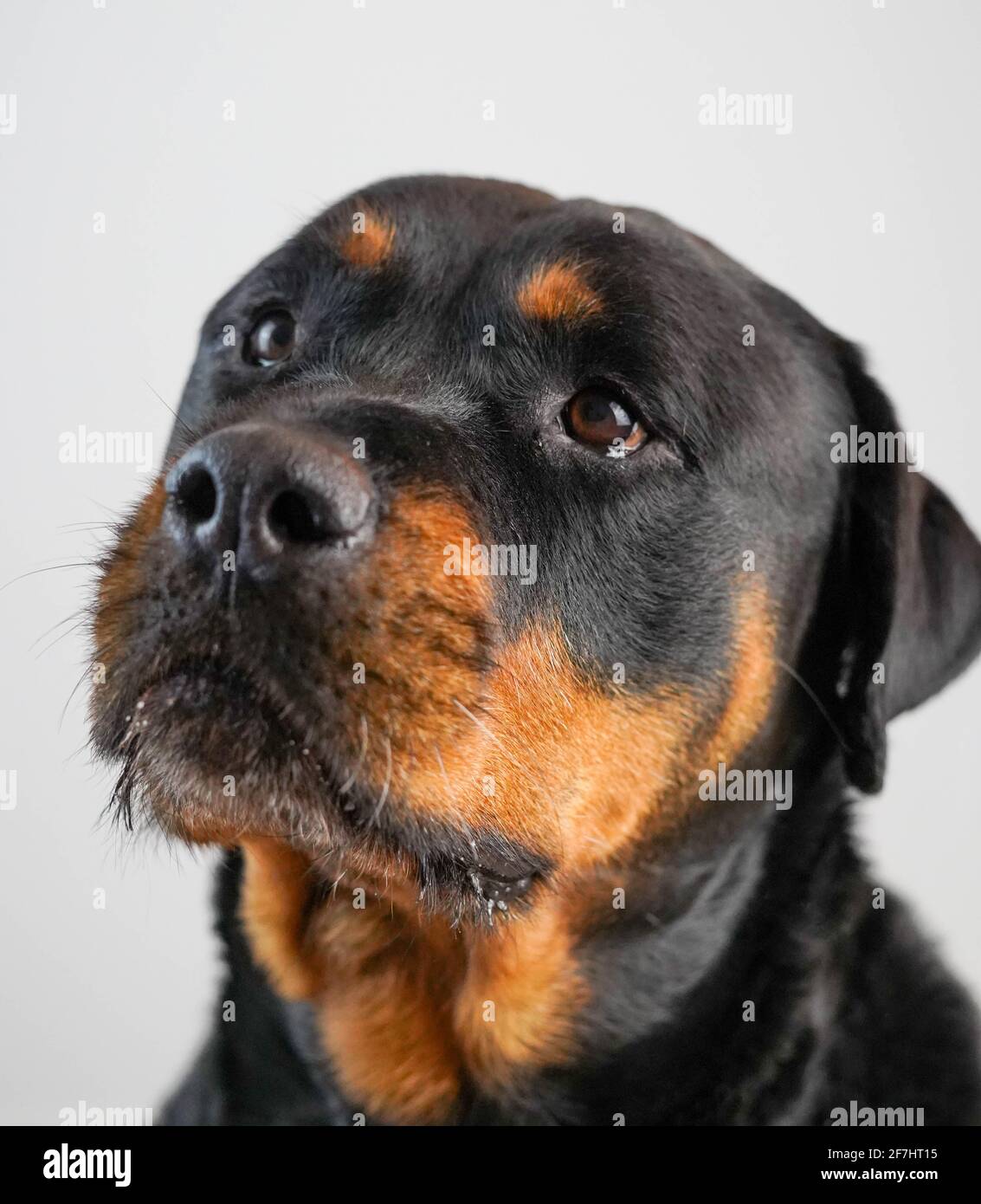 Photos of an imposing specimen of American line rottweiler Stock Photo