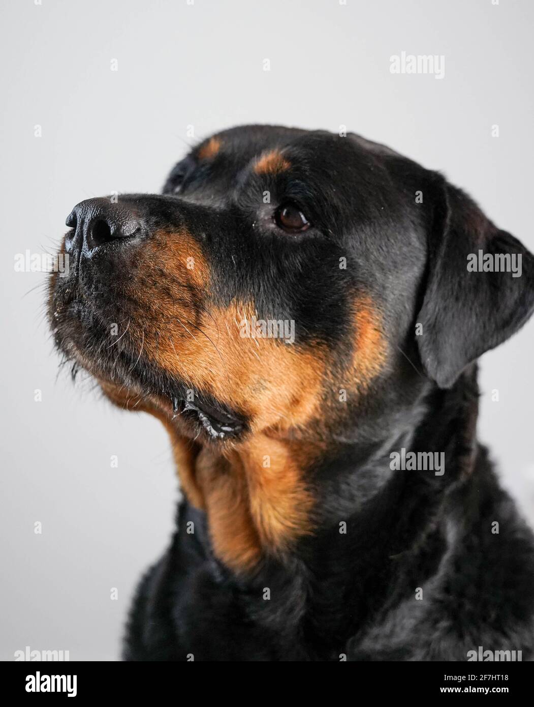 Photos of an imposing specimen of American line rottweiler Stock Photo