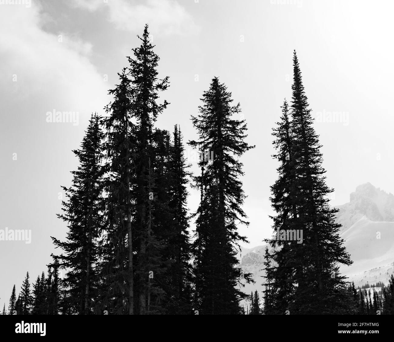 Conifer trees in forest Black and White Stock Photos & Images - Alamy