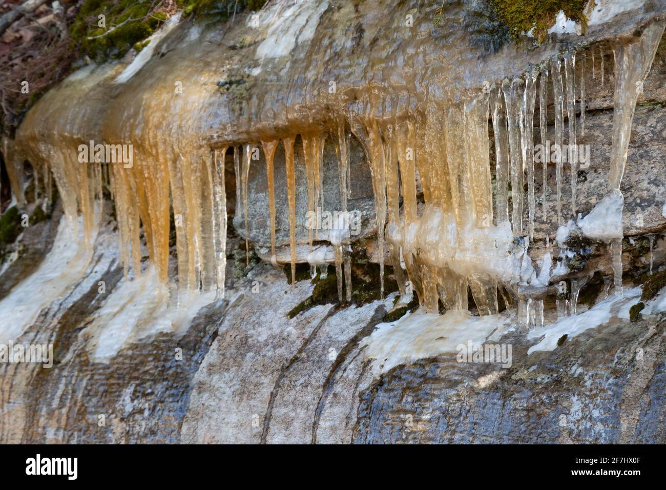 Icicles on a rock face on an Adirondack Mountains hillside in late winter discolored by the forest floor. Stock Photo