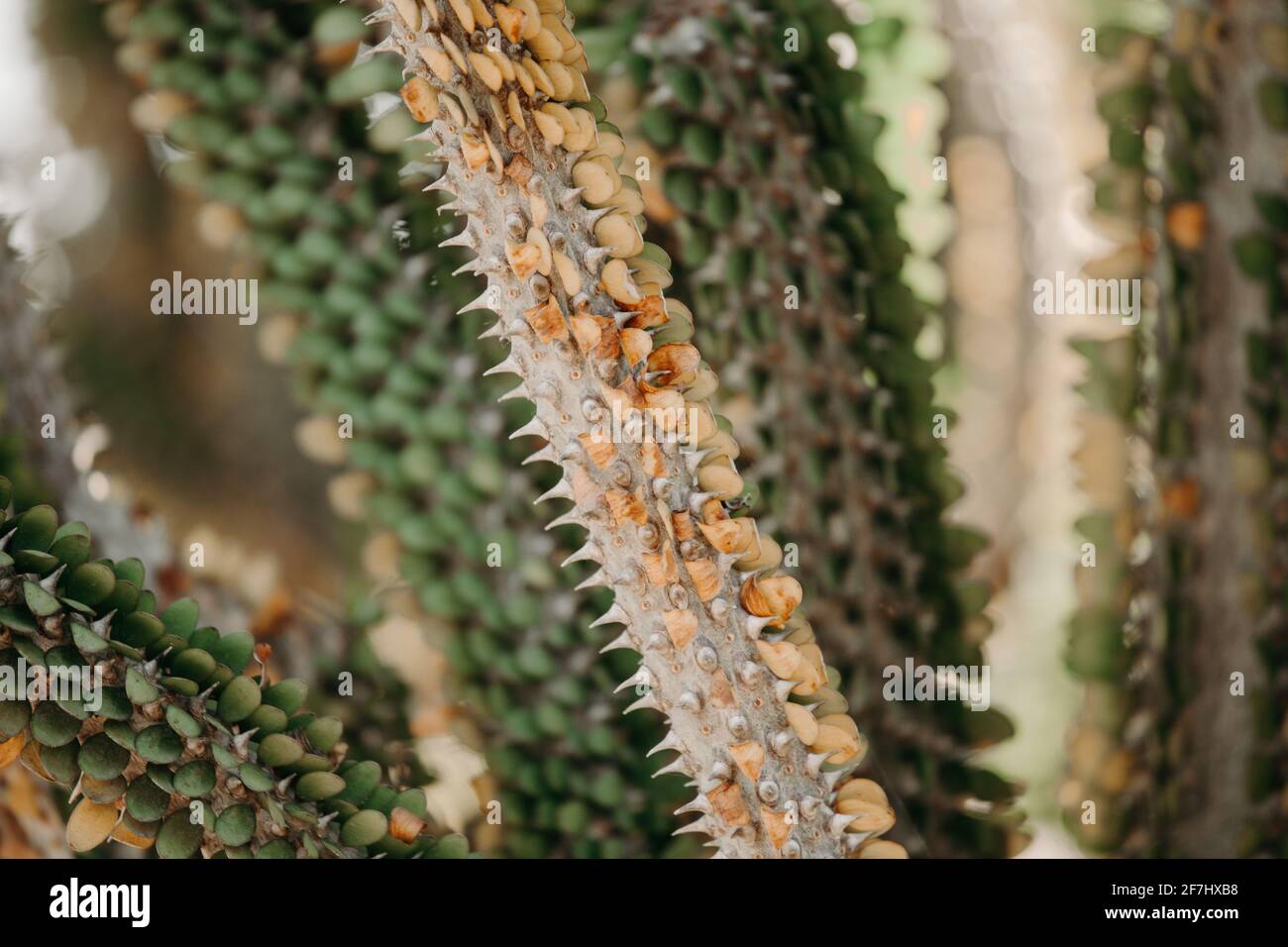 Weirdx rare african plant close up texture Stock Photo Alamy