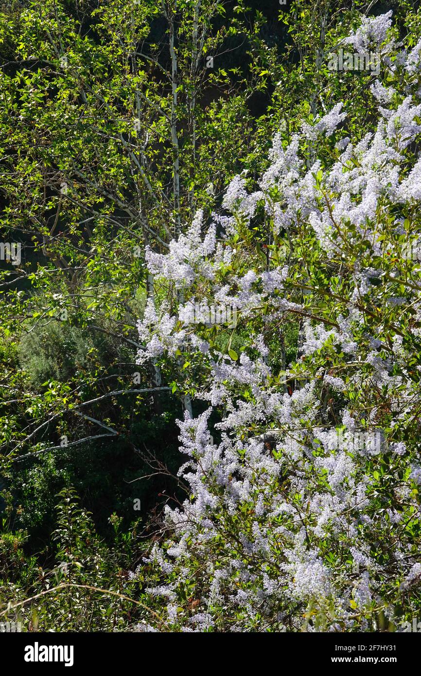 California Lilac ( Ceanothus leucodemis ) growing in the spring on a