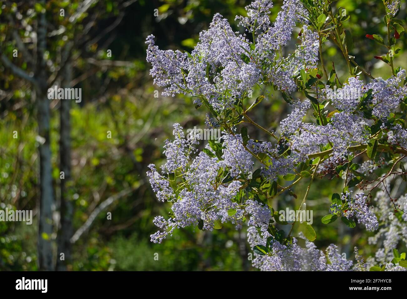 California Lilac ( Ceanothus leucodemis ) growing in the spring on a hillside in Orange County