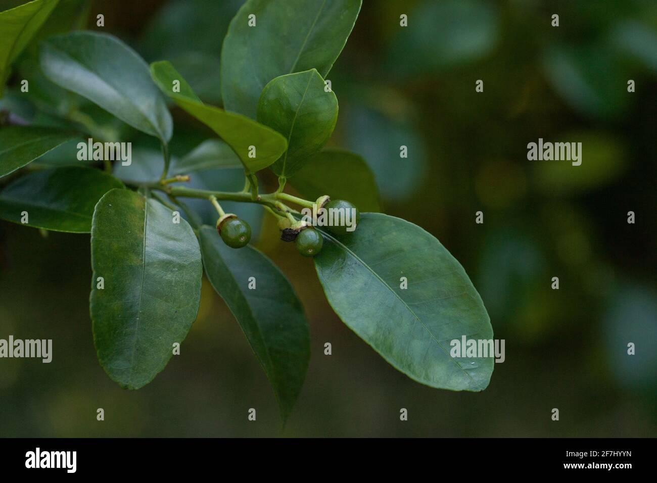 Small budding ruby red grapefruit Citrus × paradise on a tree in Naples