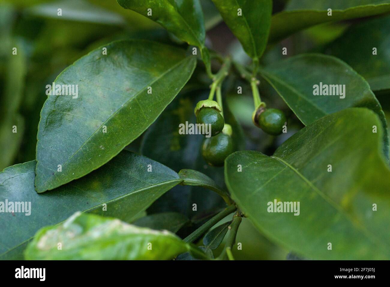Small budding ruby red grapefruit Citrus × paradise on a tree in Naples