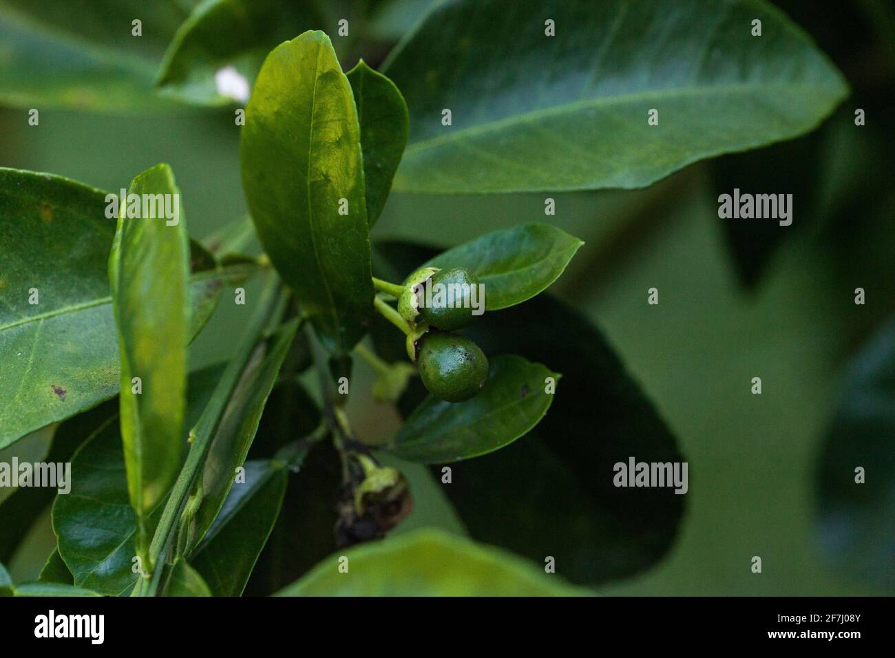 Small budding ruby red grapefruit Citrus × paradise on a tree in Naples