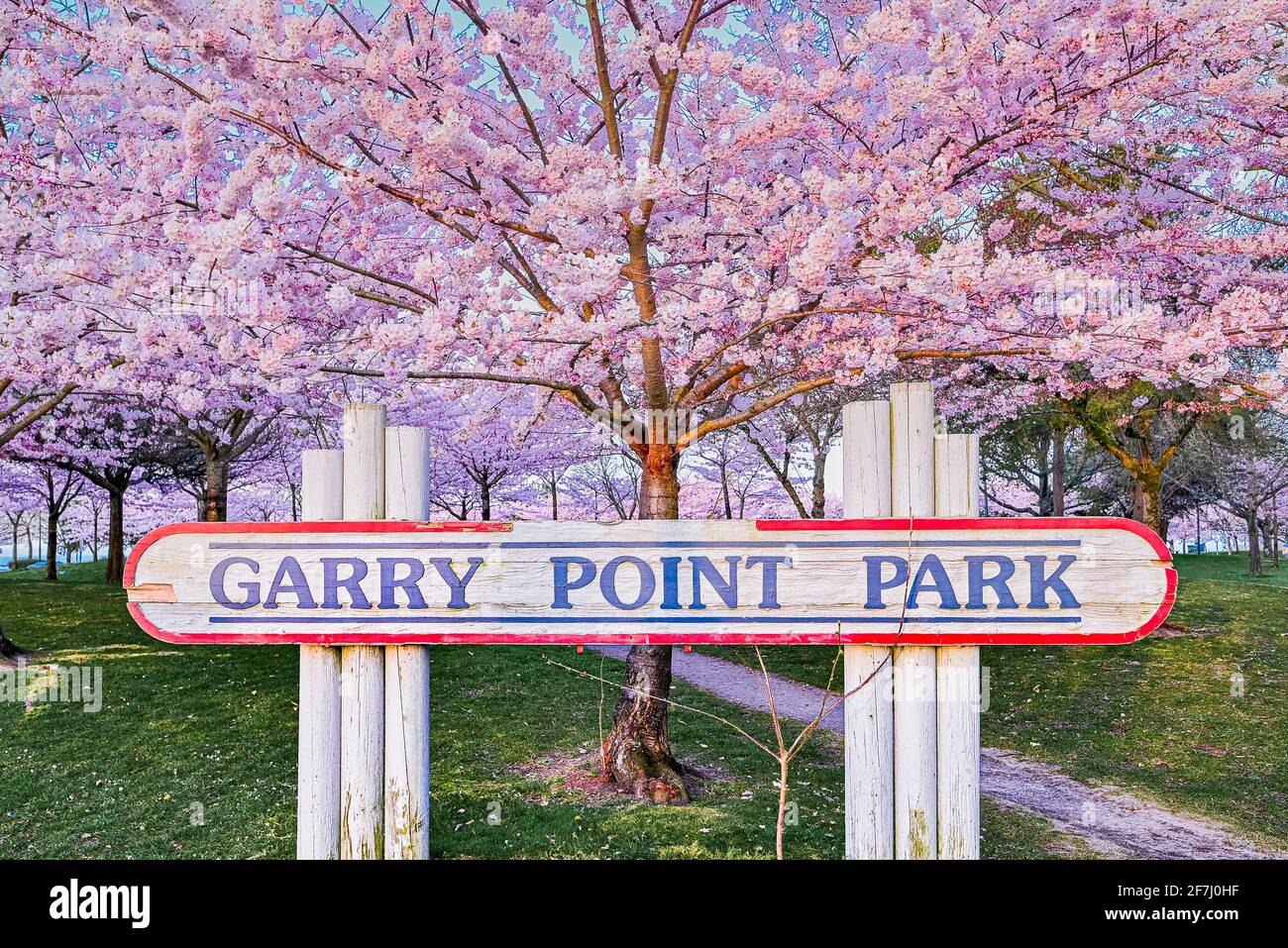 Cherry blossoms, Garry Point Park, Steveston, Richmond, British Columbia, Canada Stock Photo