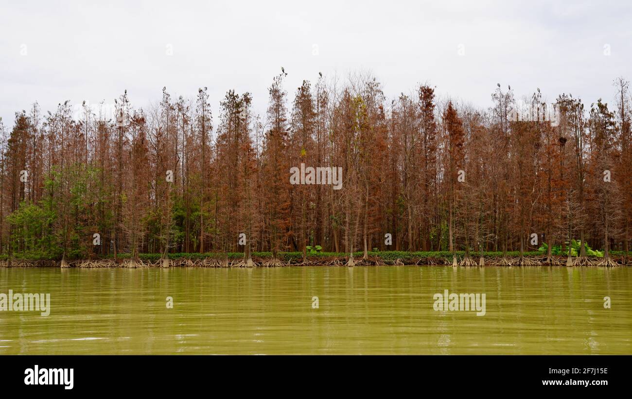 Lake in front trees hi-res stock photography and images - Alamy