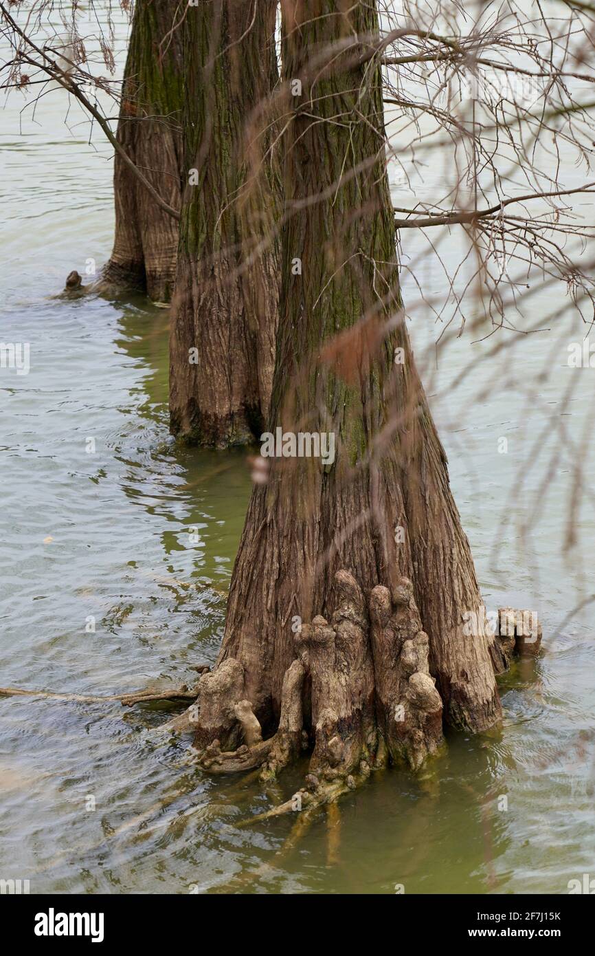 Three tree trunks dipping in water with withered branches Stock Photo ...