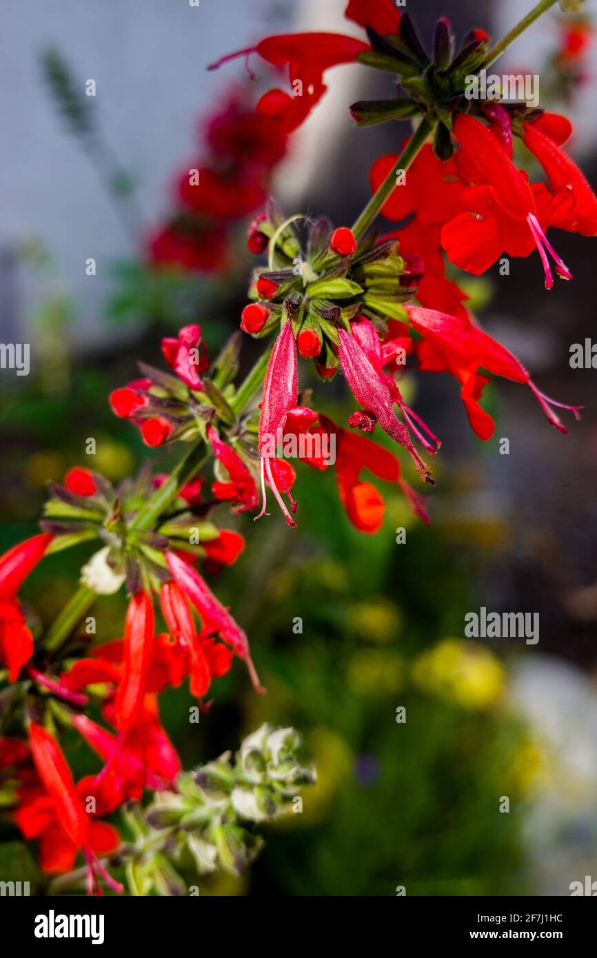 Summer jewel Red Salvia Growing in a home garden, Southern California Stock Photo