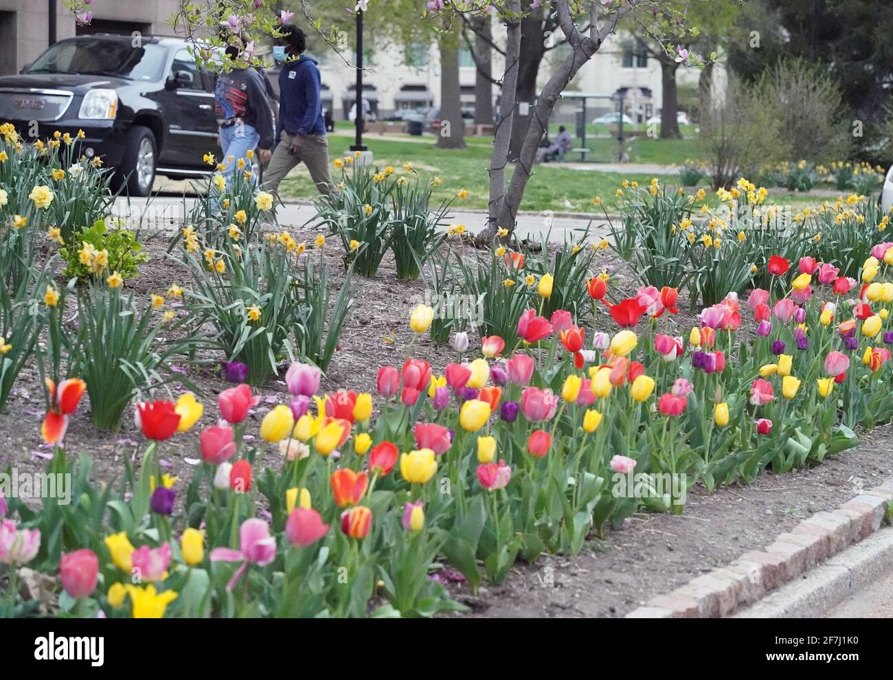 St. Louis, United States. 07th Apr, 2021. Visitors to St. Louis City Hall walk past colorful tulips in bloom in St. Louis on Wednesday, April 7, 2021. Photo by Bill Greenblatt/UPI Credit: UPI/Alamy Live News Stock Photo