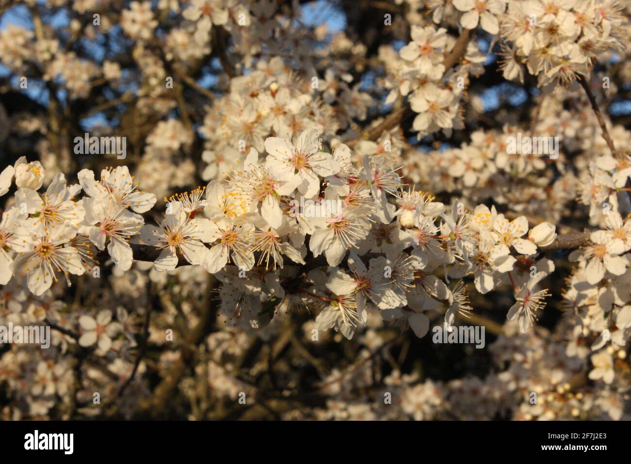 Blossom on a plum tree in Vancouver, Britsih Columbia, Canada Stock Photo