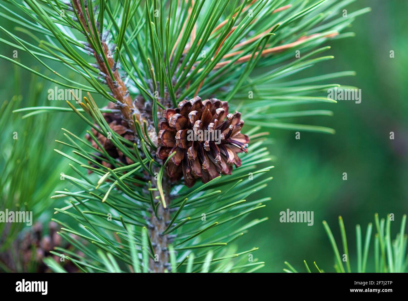 Dwarf mountain pine branch with cones - Pinus mugo Turra Stock Photo