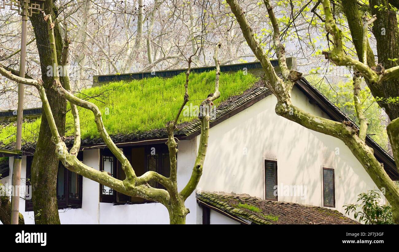 Green grass is growing on roof of very old house with white walls. Stock Photo
