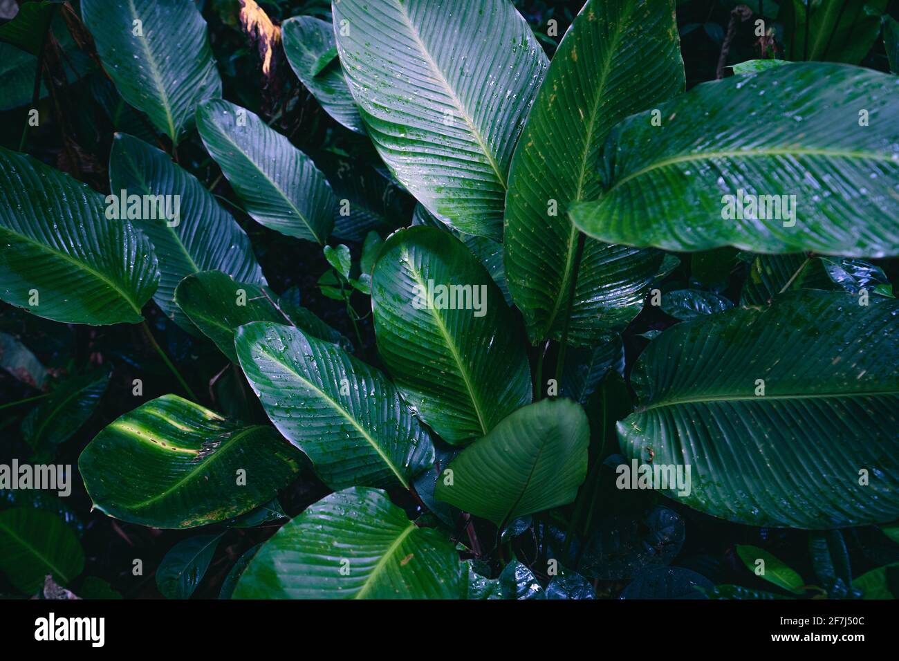 Close-Up Of Dark green leaves black background Stock Photo - Alamy