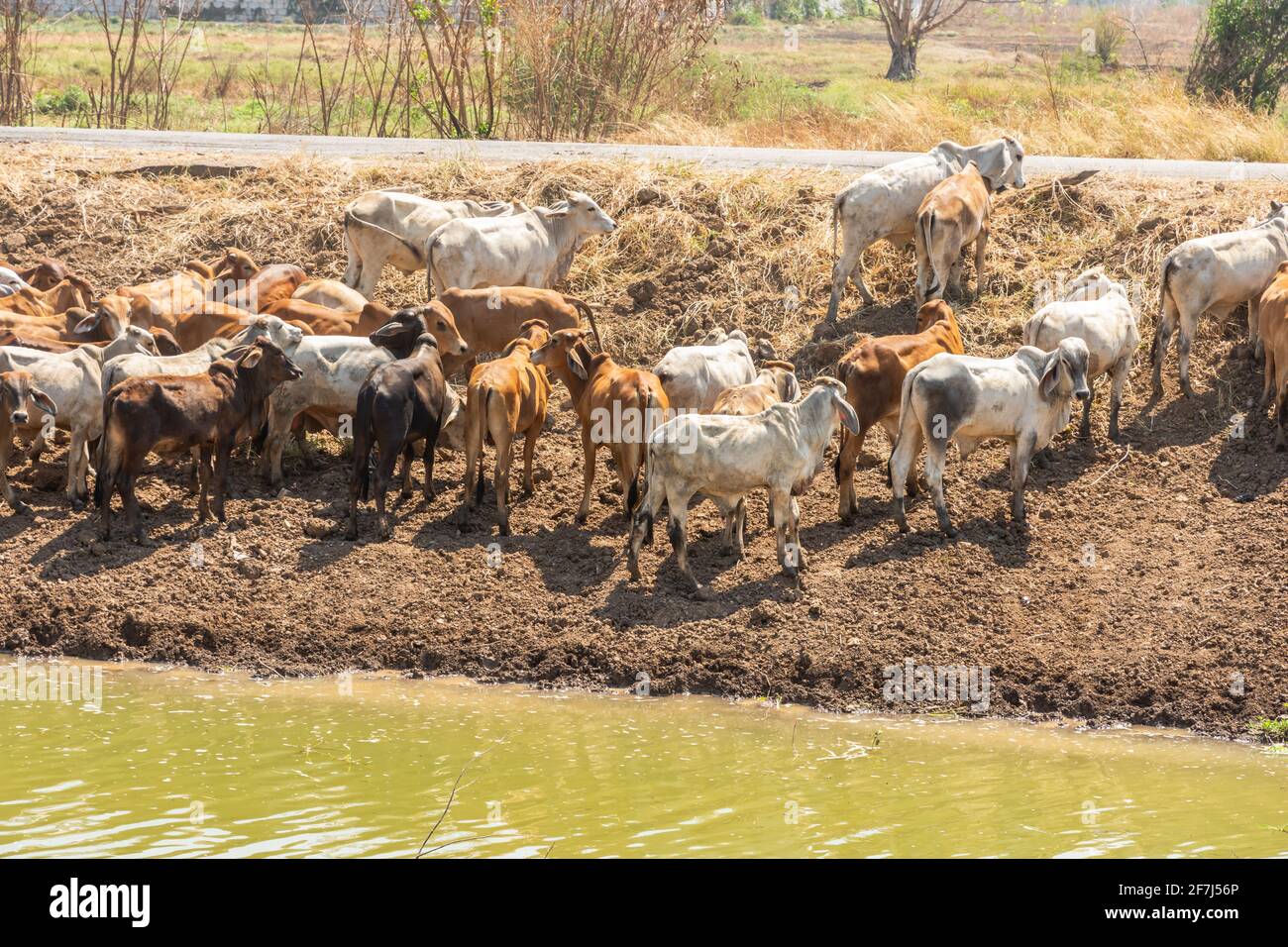 The herd of cows brown in the river Stock Photo - Alamy
