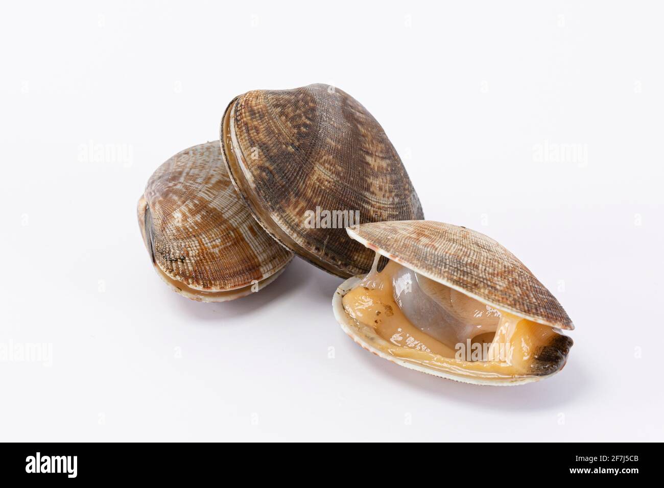 manila clam, white background Stock Photo - Alamy