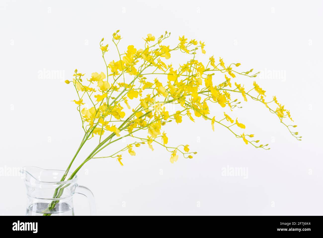 yellow flower, white background Stock Photo Alamy