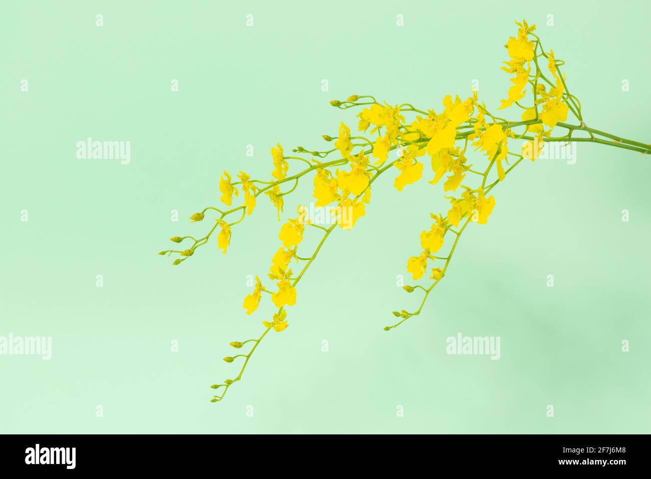 yellow flower, green background Stock Photo Alamy