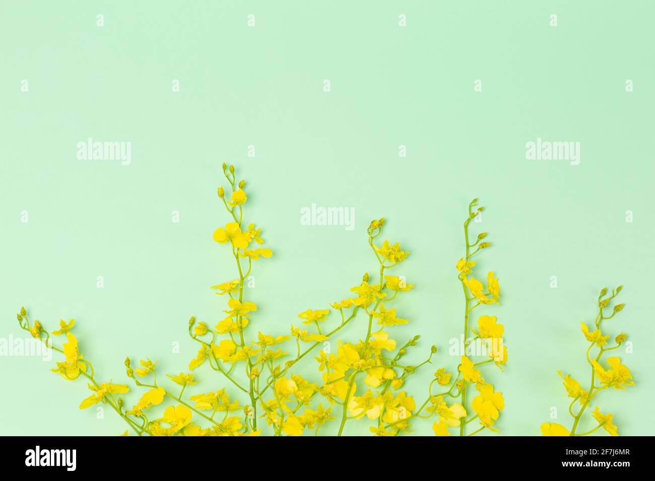 yellow flower, green background Stock Photo Alamy